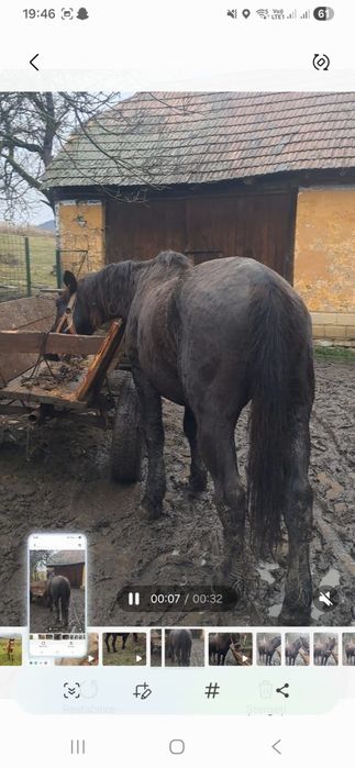 Vând cal castrat si mânz de 1 an