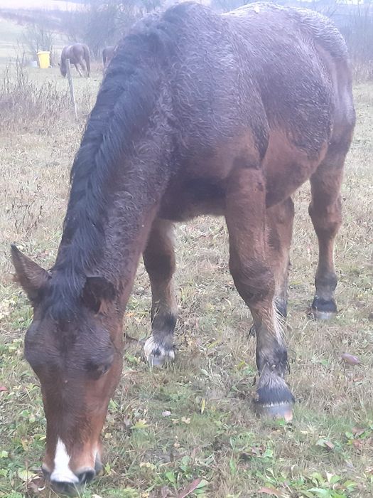 Vând doi mânji de 7 luni sau schimb cu vitei intarcati sau oi