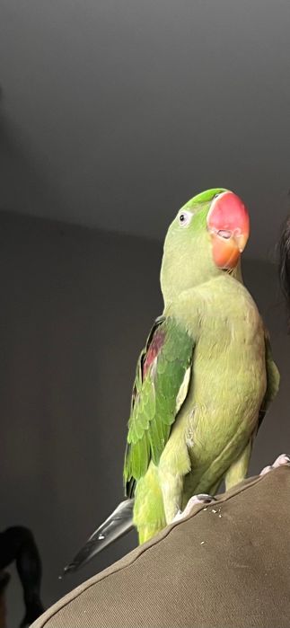 Papagal Marele Alexandru