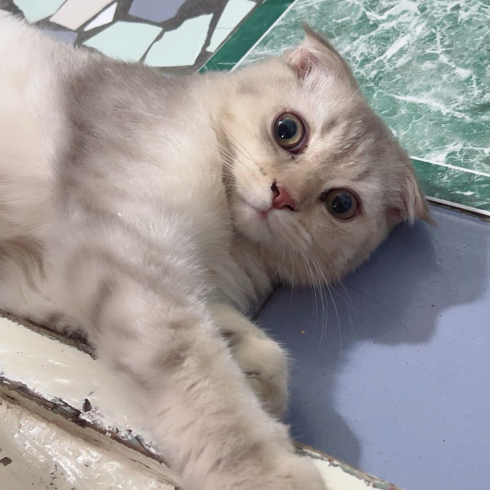 Срочно продоётся котёнок!!!