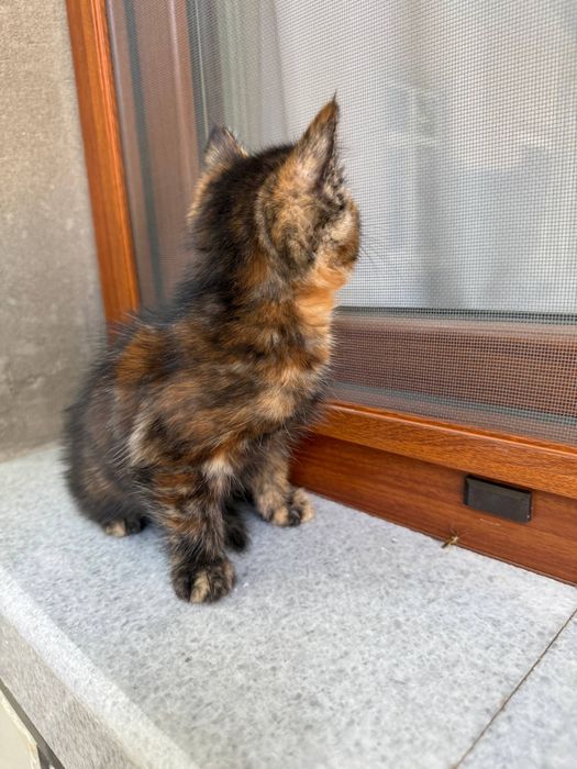 Mushuk 3 ta bor, yaxshi qaraydiganlarga beriladi