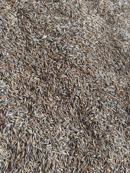 Ovăz galben de vânzare