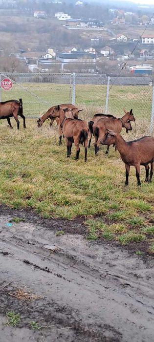 Vand capre bune de lapte