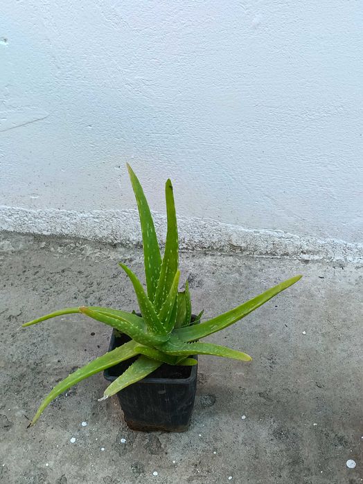 Plante aromatice in ghivece, piper, dafin, eucalipt, bananier, maslin