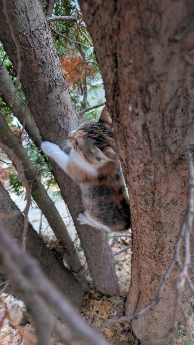 Donez pisici iubitorilor de animale