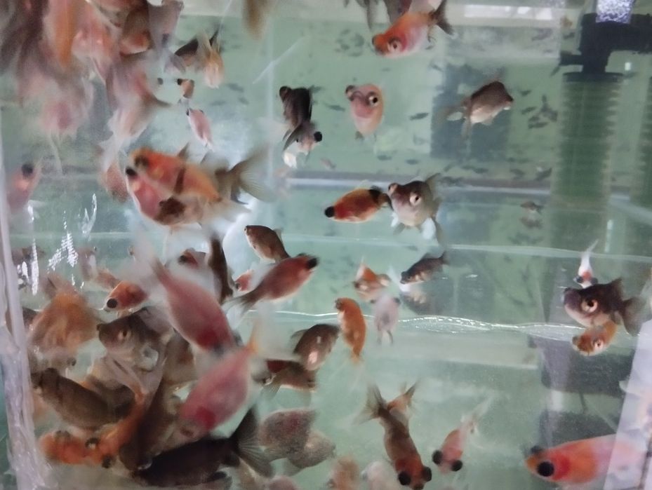 Телескопы разновидность золотых рыбок