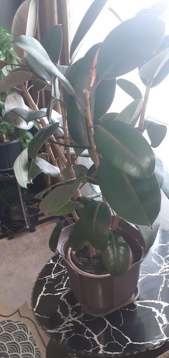 Продам цветок фикус