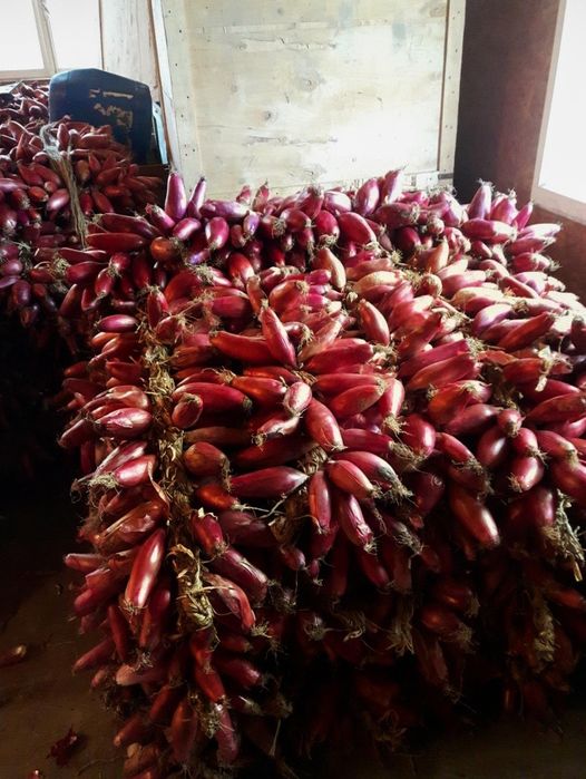 Producator vând ceapa rosie de apa