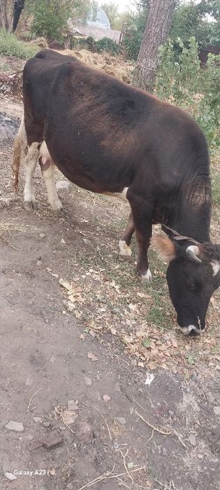 ПРОДАМ КОРОВУ, спокойная,не брыкается