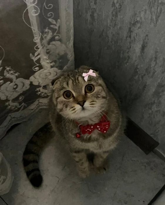 Шодланская веслаухая