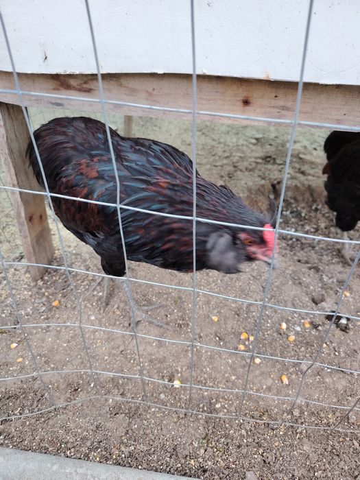 Cocosi Araucana sau 1+1