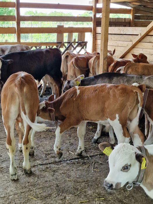 Vând vitei de rasa județul Buzău