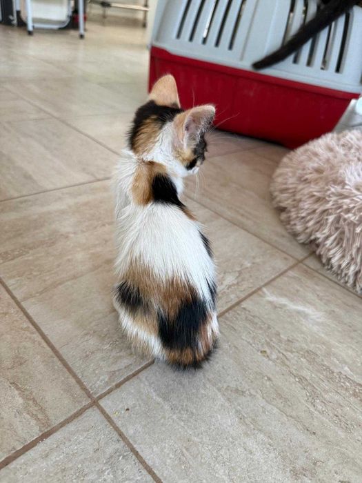 Adoptie pisicuta - ia ma acasa, te voi iubi neconditionat