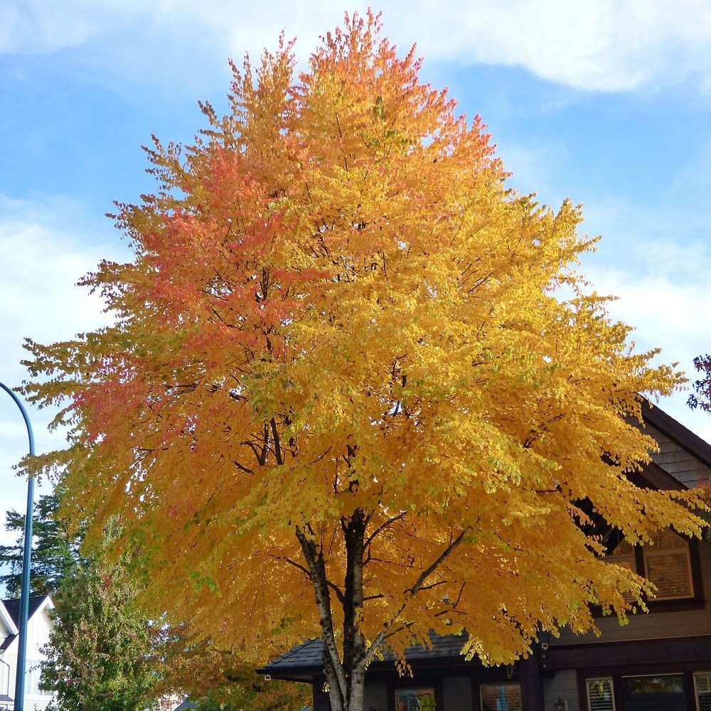 Arborele de Zahar Katsura (Miros De Caramel )