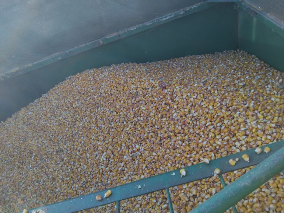 Vând porumb cu umiditate 16 %