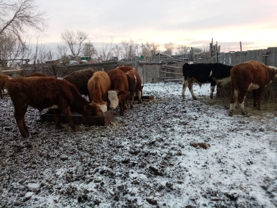 Подсосные бычки 15 голов