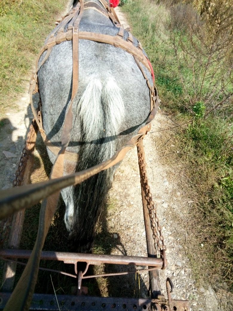 Iapà de vínzare are 7 ani bunà la tras