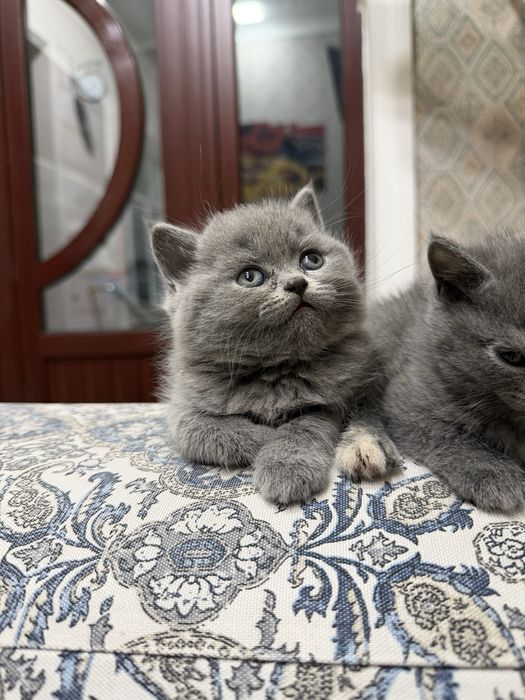 Котята скотиш страйт