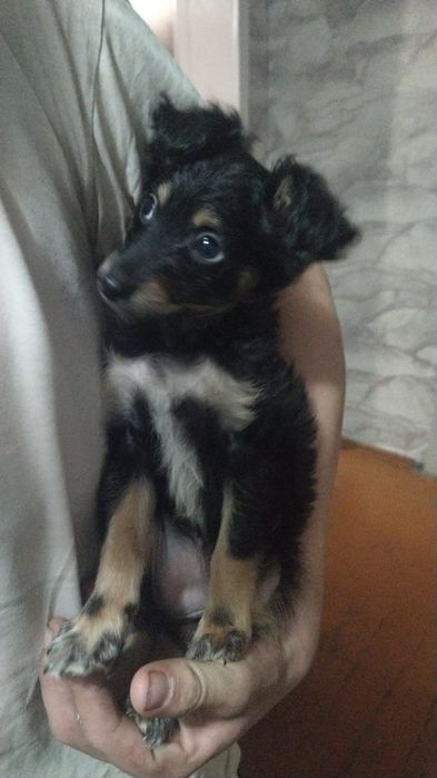 Отдам щенка в добрые руки