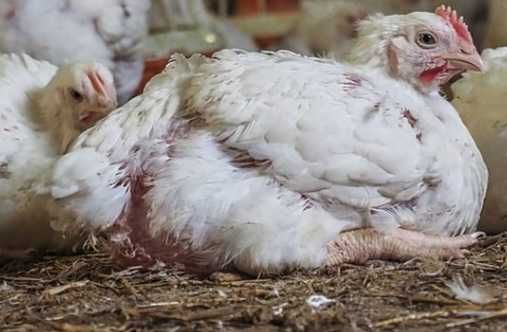 Pui albi de carne si puicuțe outoare