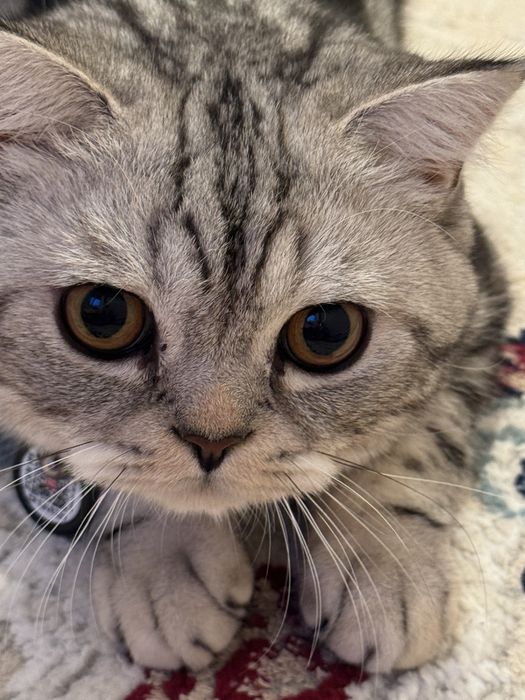 Продам шотландскую кошку