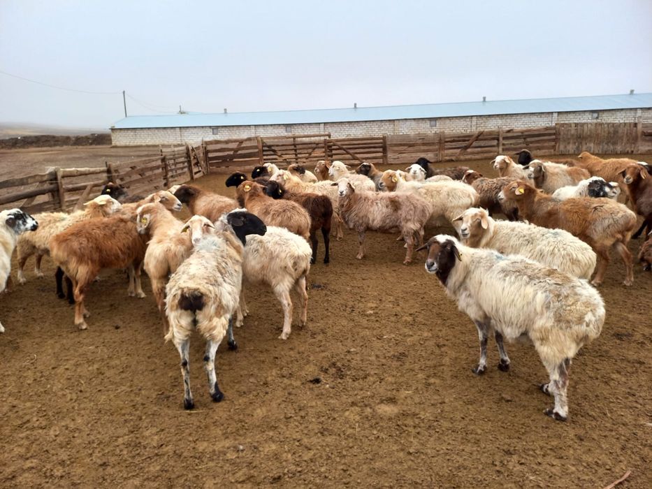 Продам овец. Қой сатылады.