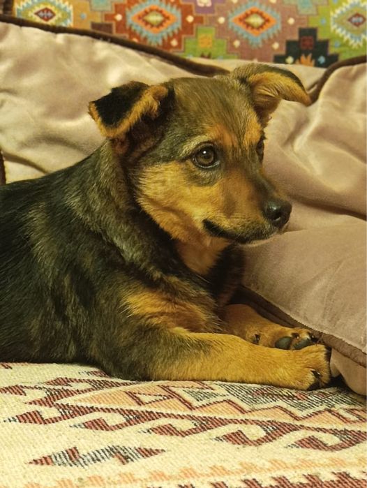 Щенок в добрые руки