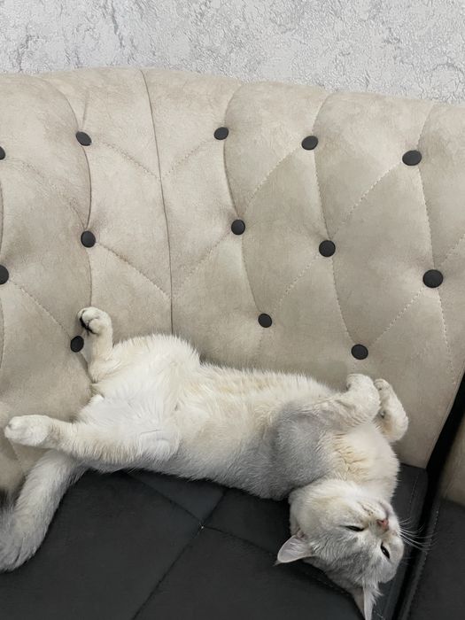 ВЯЗКА Чистокровная серебристая шиншилла