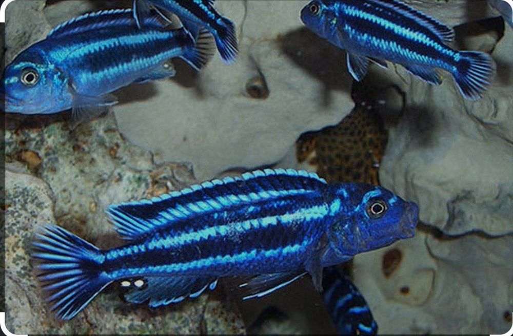 afrika cichlid sotiladi privaznoy