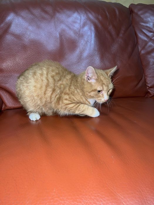 Donez pisici ,motani si pui  de 2-3 luni și mai mari de 1 an