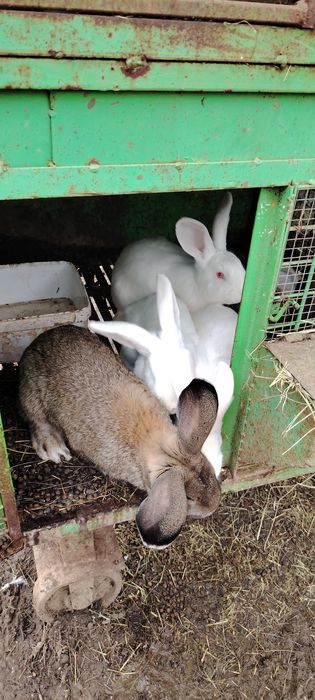 Зайци домашни зайци