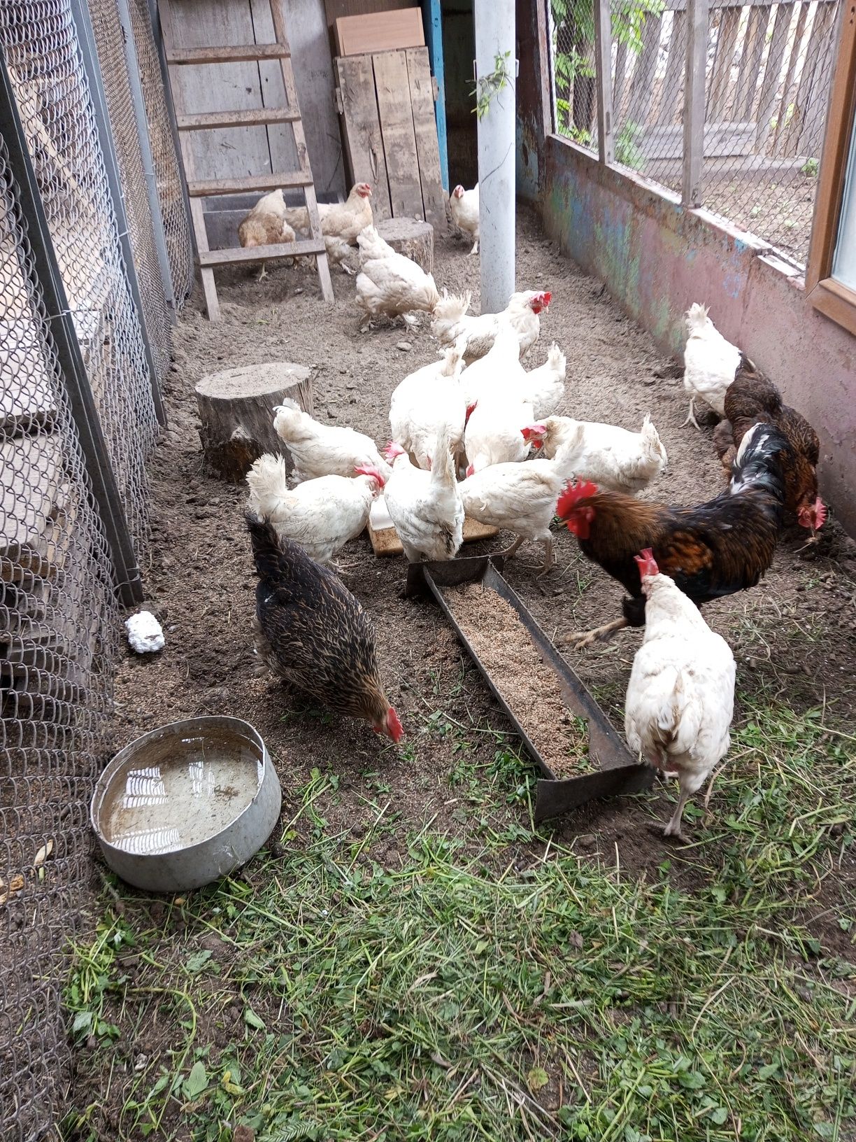 Яйцо домашнее.Продукт экологически чистый.
