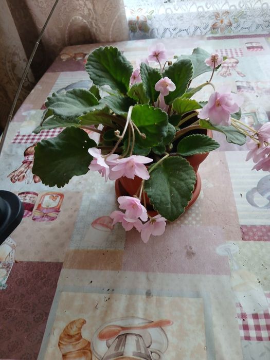 Продам цветок комнатный