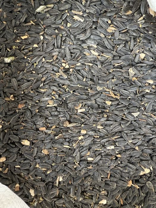 Vand floarea soarelui