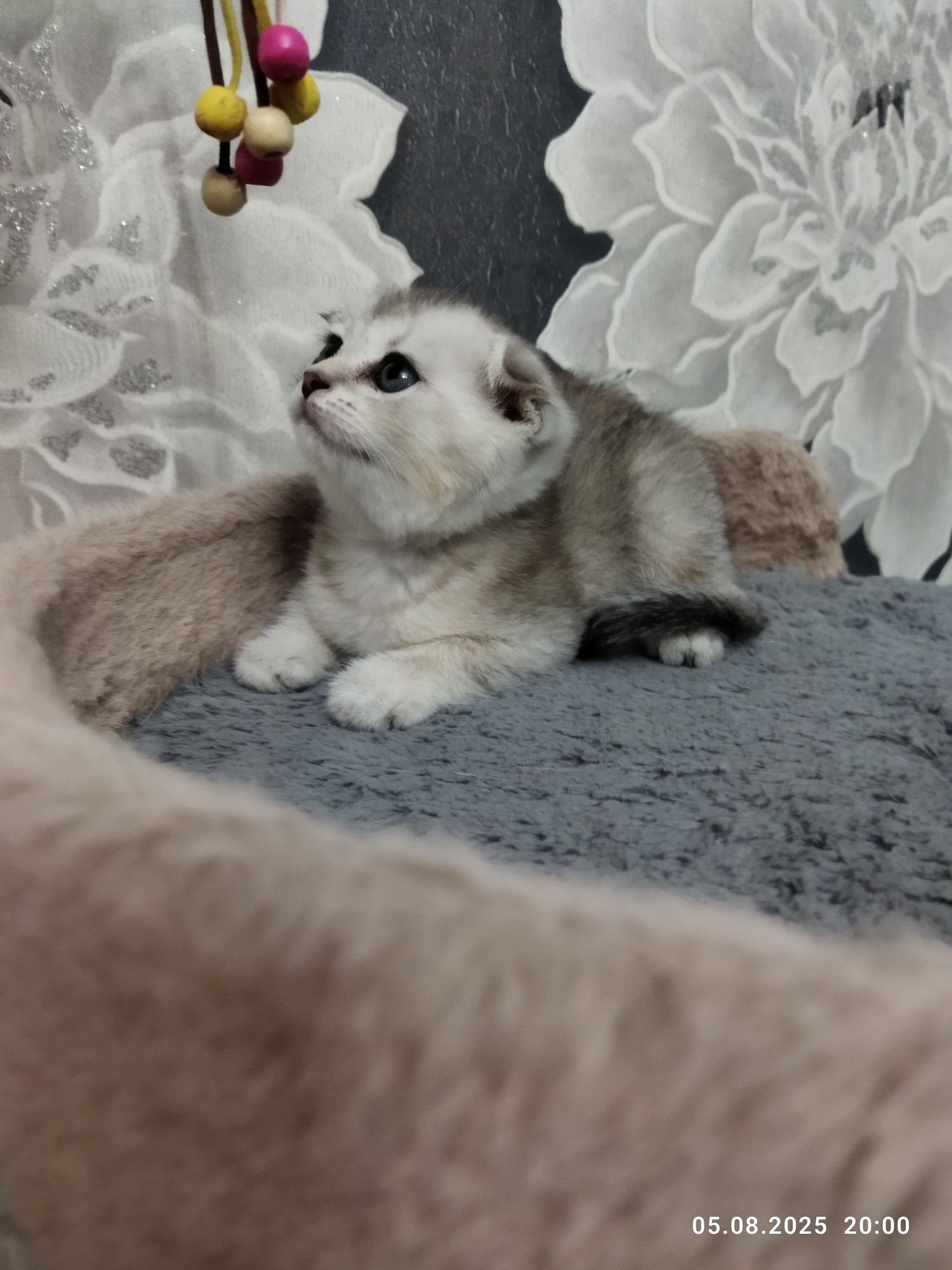 Продажа котят, золотая шиншилла