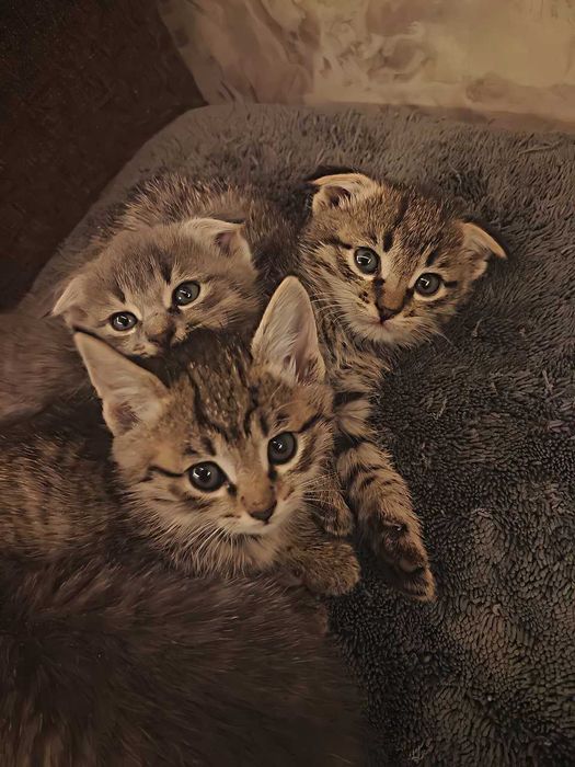 Котята Скоттиш Фолд и Скоттиш Страйт.