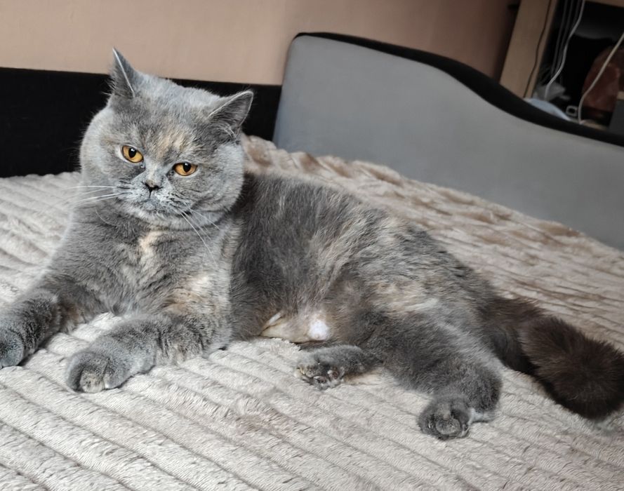 Femela british cu pedigree
