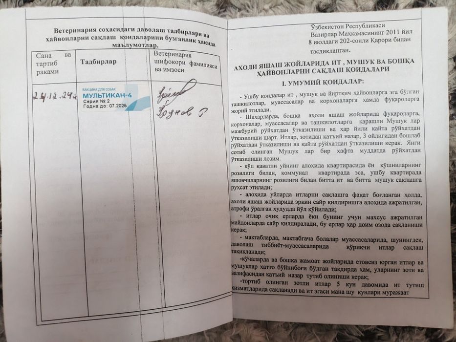 Собака питбуль красный нос