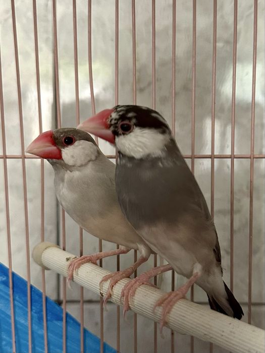 Vand pereche de orezari