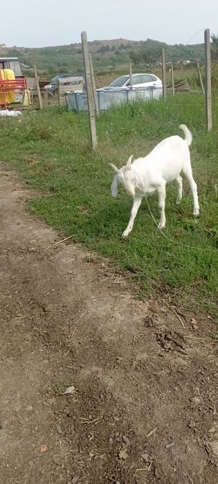 Țap metis anglonubian