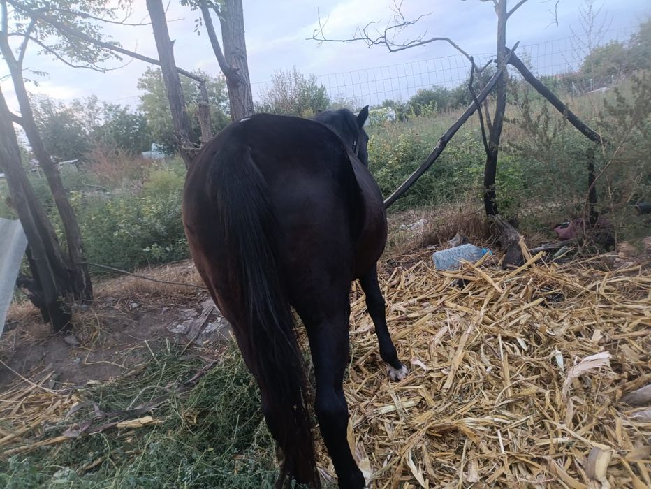 Vindem cal.de vânzare foarte bun și la preț
