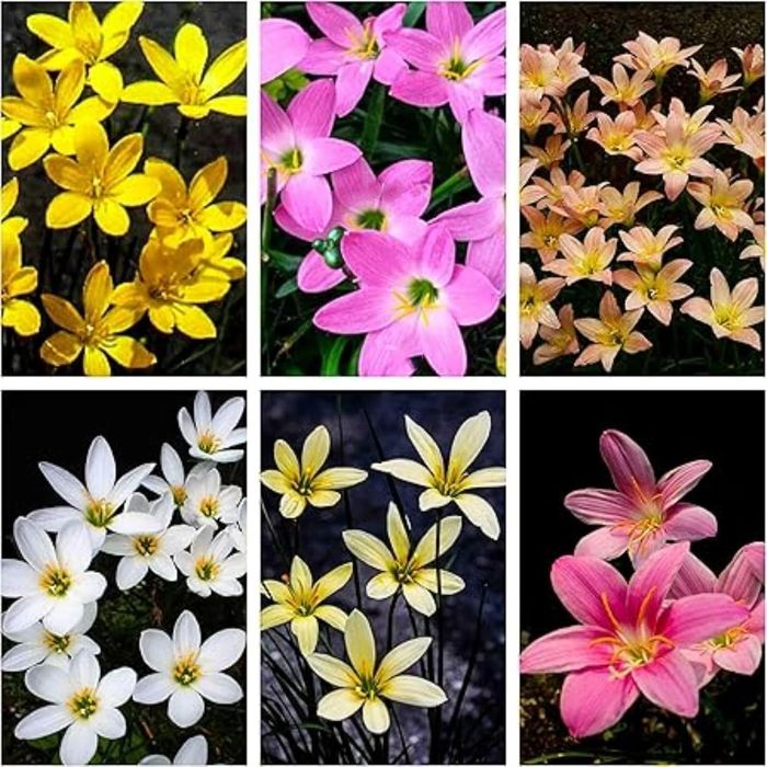 Големи луковици на 6 вида зефирантес