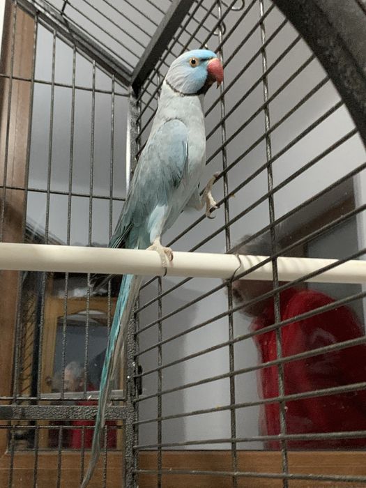 Papagal Micul Alexandru