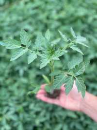 Răsaduri legume, flori și plante aromatice - Vidra