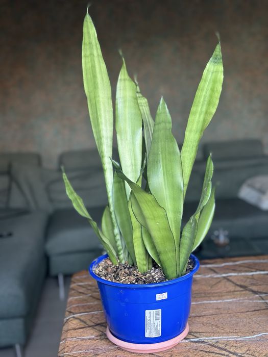 Сансивиерия муншайн. Взрослое растение