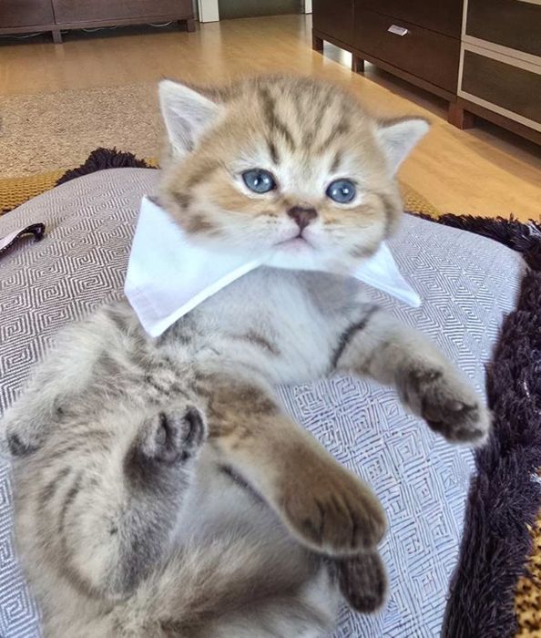 Шотландски клепоухи котенца