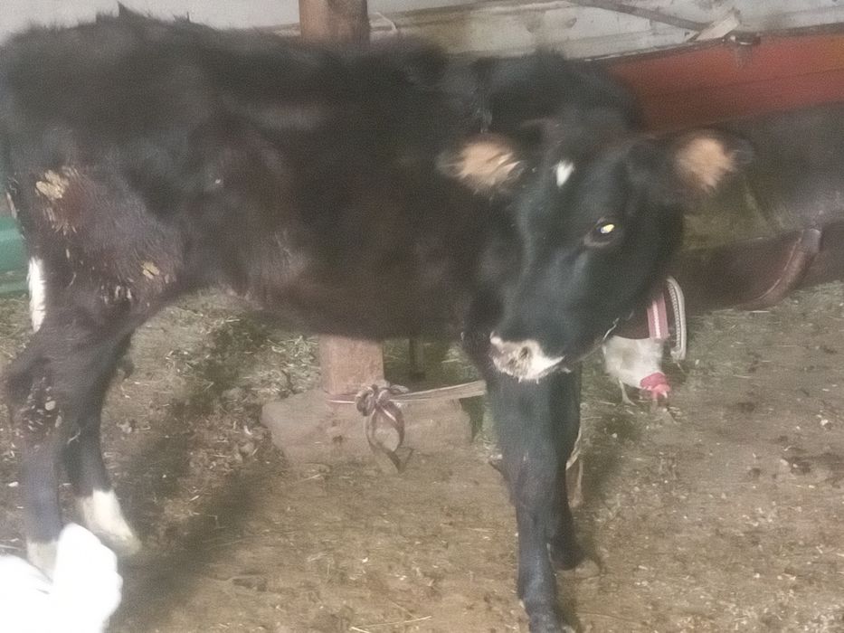 2ta mesni xonagi gunojinla sotiladi