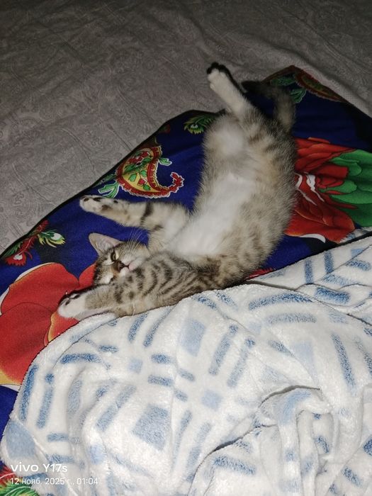 Отдам котёнка  даром