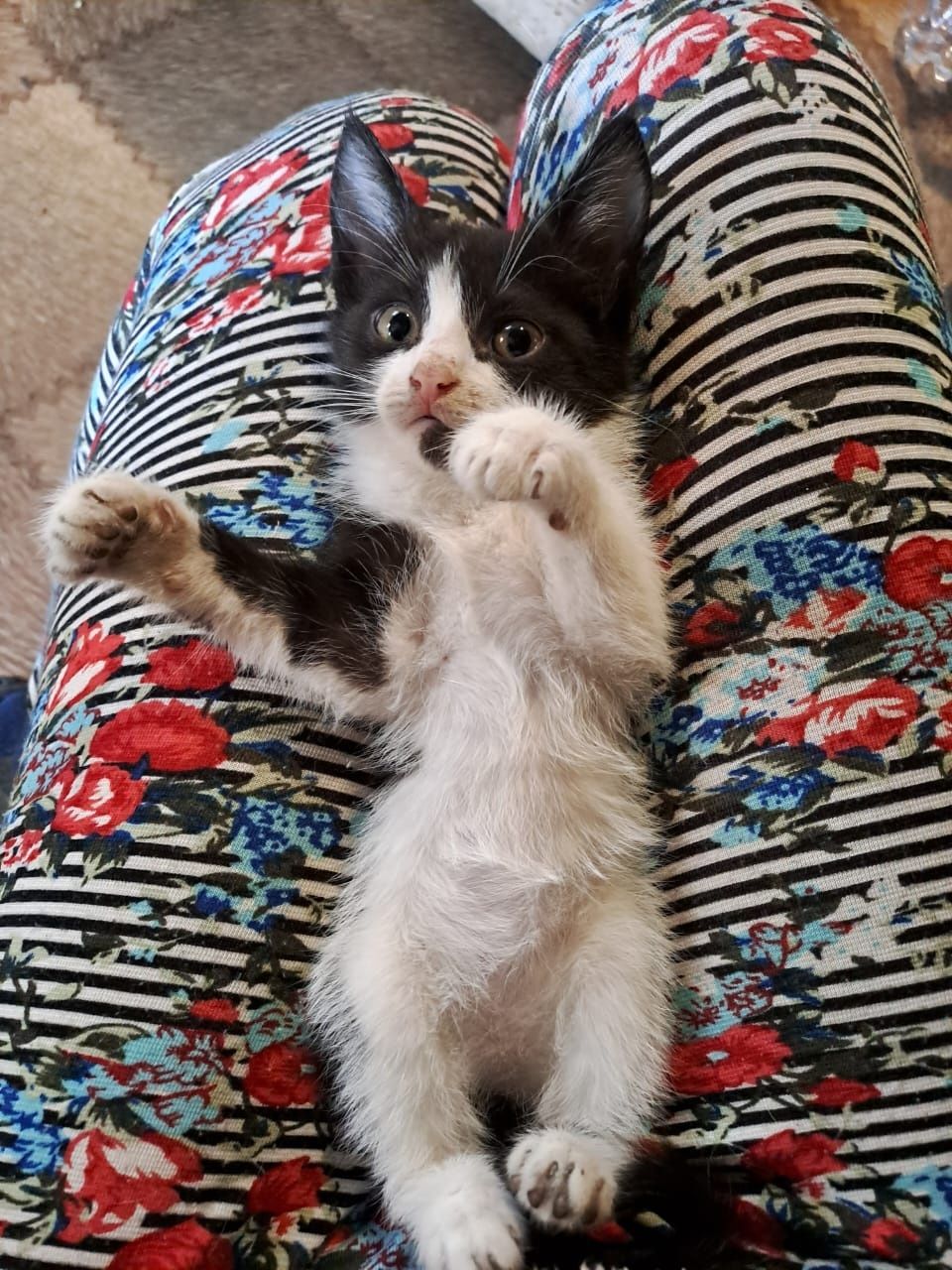 Отдаю котенка Девочку