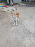 Adoptie pui pisica